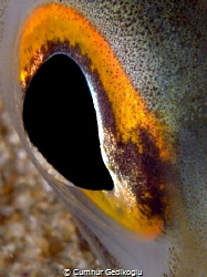 Ariosoma balearicum eye by Cumhur Gedikoglu 